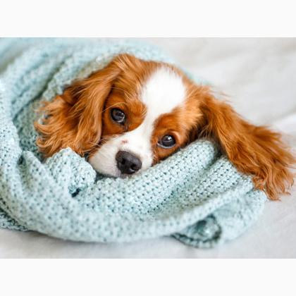 Sleepy Friend