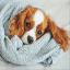 Sleepy Friend
