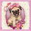 Baby Pug