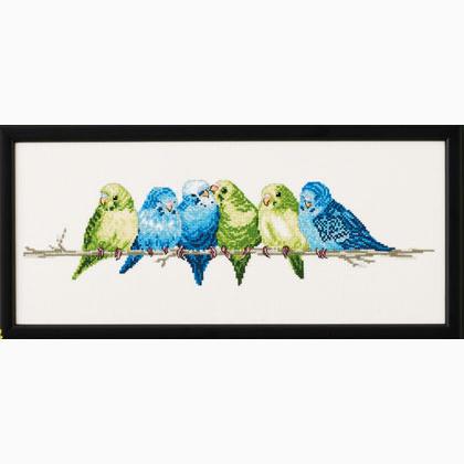 Budgie