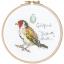 Little Goldfinch