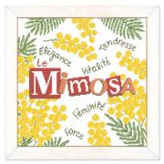 Mimosa