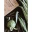 Plantes tinctoriales pour teintures naturelles