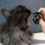 Spilla - Gatto nero