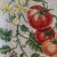 Étude aux tomates - Lino