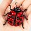 Spilla - Coccinella