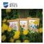 Fiori di campo - set di 3