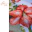 Holly Jolly Amaryllis - Aida