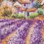 Campi di lavanda