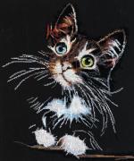 Gattino morbido