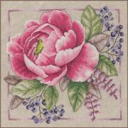 Rosa in fiore