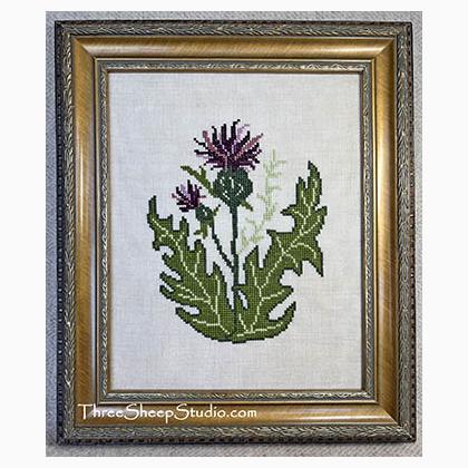 Scottish Thistle