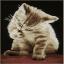 Gattino