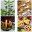 Noël nature - 100 idées créatives