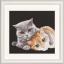 Cat Friends - Nero