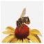 Bee on Yellow Echinacea - Aida