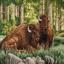 Bisonte