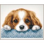 Cagnolino