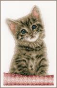 Gatto