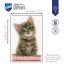 Gatto