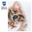 Gatto