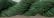 Jumbuck - SW-1302 Pine