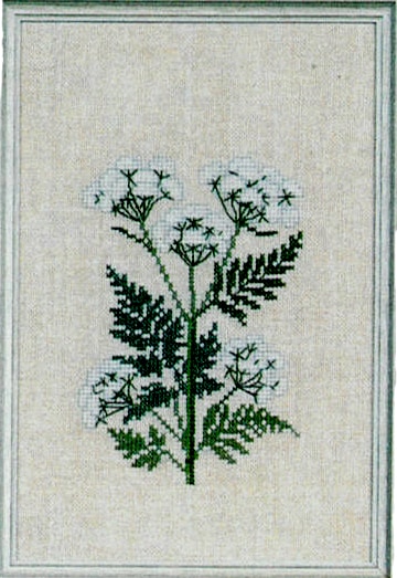 Sweet Chervil
