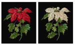Poinsetia - Aida Nera