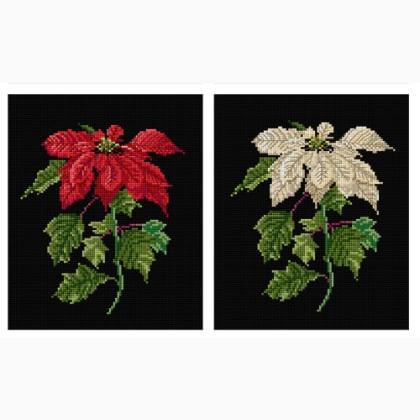 Poinsetia - Aida Nera