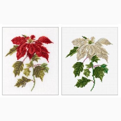 Poinsetia