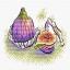 Sweet Fig