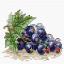 Ripe Currant