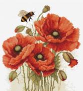 The Splendor of Summer Poppies