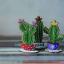 Cactus colonnari - Viola