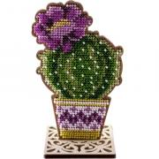 Cactus rotondo