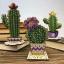 Cactus rotondo