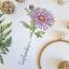 September - Aster