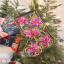Pink Poinsettia Christmas Stocking
