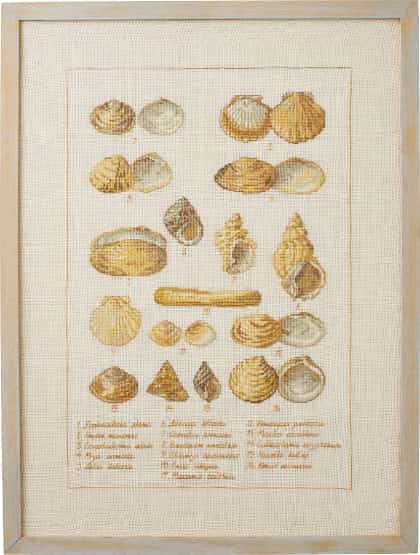 Seashell