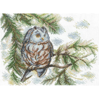 Little Owl