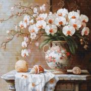 The Elegance of the Orchid