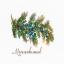 Gifts of Nature - Juniper
