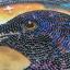 Black Raven