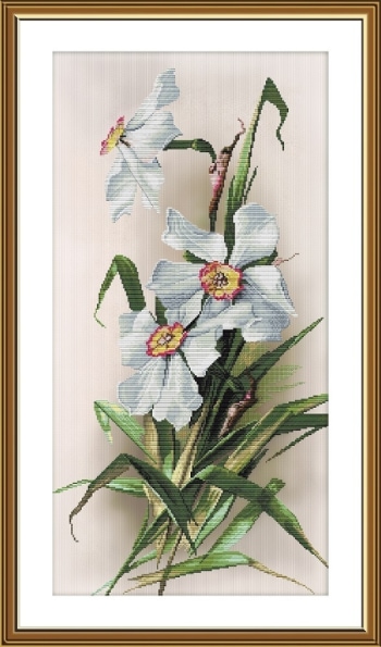 Narcisi