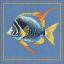 Pesce zebra di fuoco