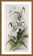Narcisi