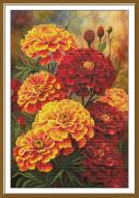 Calendula