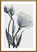 Fiori bianchi dell'amore
