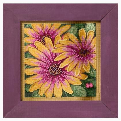 Autumn Series - African Daisies