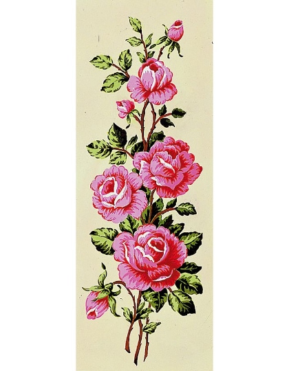Rose rosa